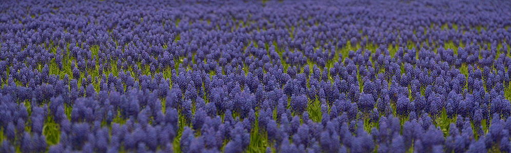 purple grape hyacinth flower field thumbnail
