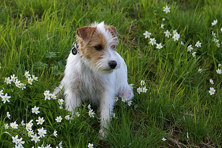 long-coated white and brown puppy on grass at daytime thumbnail