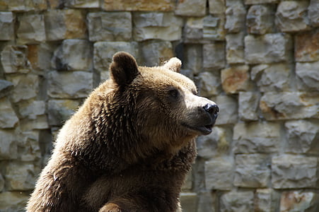 brown bear thumbnail