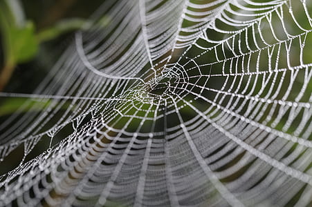 selective focus photography of water droplets on spider web thumbnail