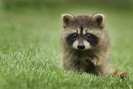shallow focus photography of raccoon on grass thumbnail