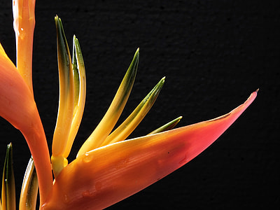 Bird Of Paradise Flower, Caudata thumbnail