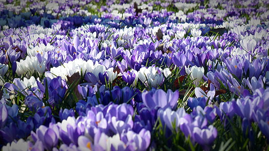 white and purple flower field thumbnail