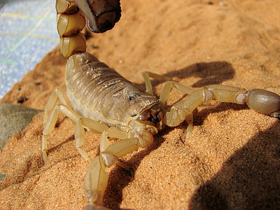 beige scorpion on sand thumbnail