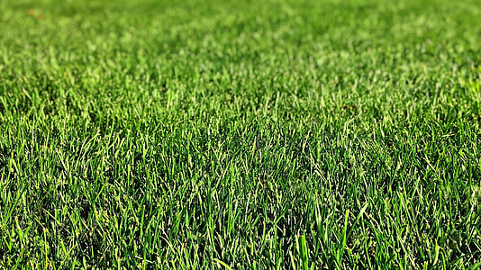 green grass field thumbnail