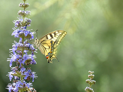 Machaon, Papilio Machaon thumbnail