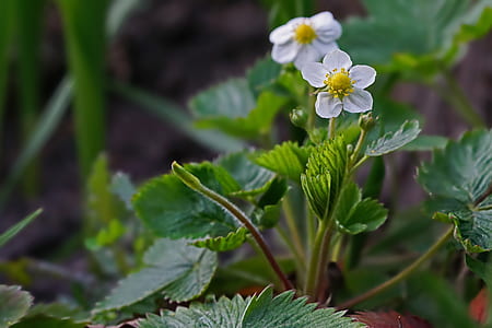 selective focus photography of white petaled flowers thumbnail