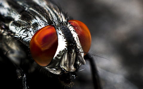 closeup photo of black horsefly thumbnail