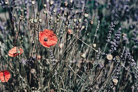 orange poppy flowers blooming at daytime thumbnail
