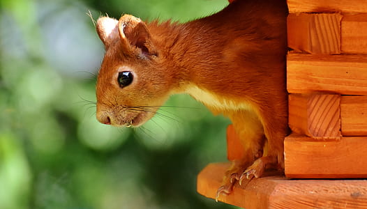 brown squirrel on brown wooden pet house thumbnail