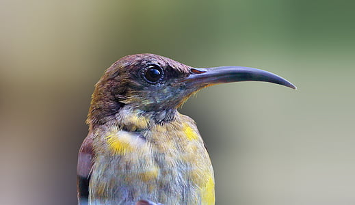 long-beaked brown and yellow bird thumbnail