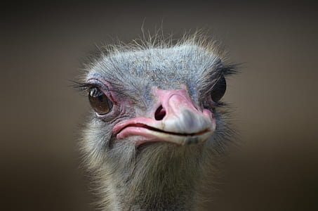 gray ostrich head on focus photo thumbnail