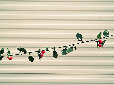 red fruit hangon on plant thumbnail
