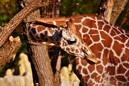 wildlife photography of giraffe thumbnail