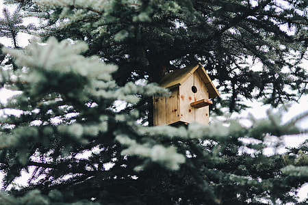 Birdhouse on a Tree thumbnail