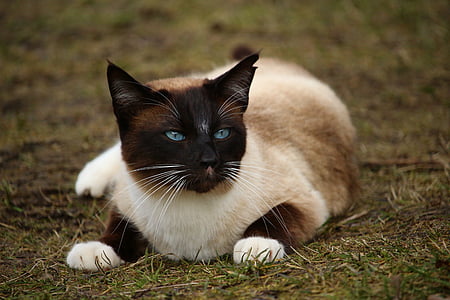 Siamese cat on top of grass thumbnail