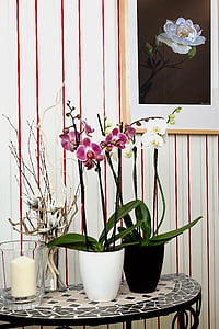 white and pink moth orchids thumbnail