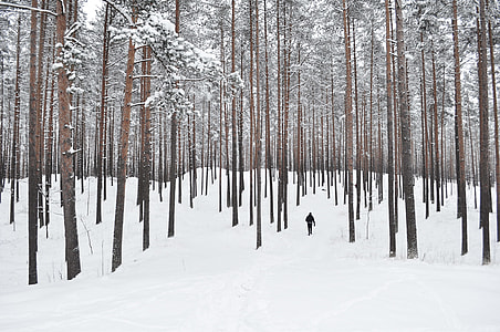 person walking on snowy field with trees thumbnail