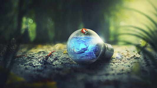 photography of lady bug on top of bulb thumbnail