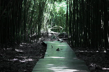 empty wooden pathway near trees at daytime thumbnail