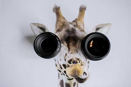 two black camera lens on giraffe's photo thumbnail