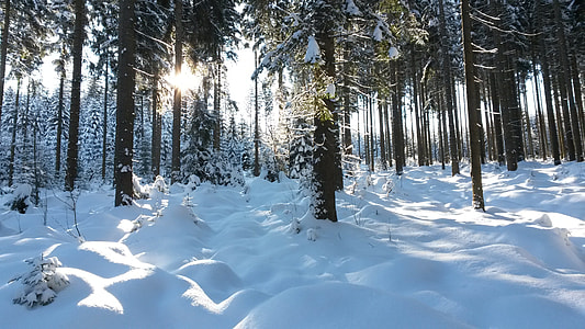 green leafed tree on snow thumbnail