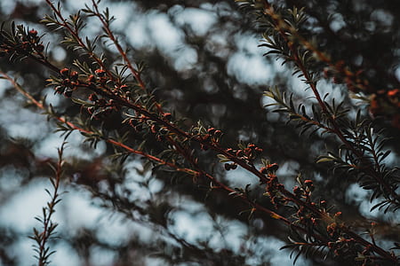 selective focus photography of tree branch thumbnail