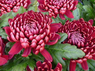 red flowers and green leaves thumbnail