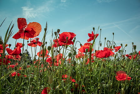 red poppy flower field under blue sky photography thumbnail