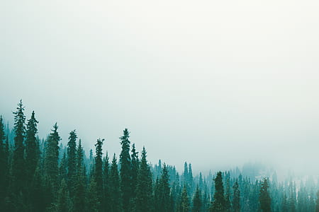 trees coated with fog thumbnail