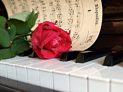 red rose flower with musical notes at piano thumbnail