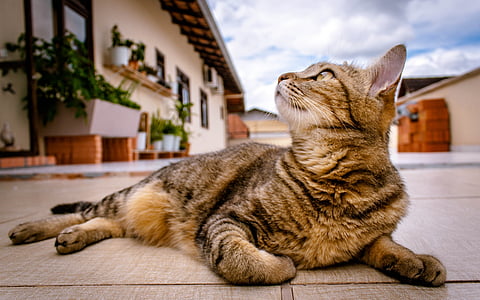 brown Tabby cat thumbnail