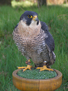 Peregrine Falcon, Falco Peregrinus thumbnail