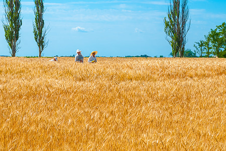 three people harvesting wheats during dayitme thumbnail