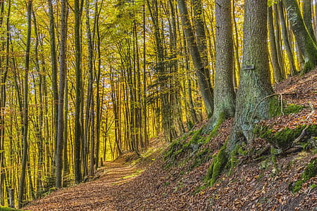 Trees thumbnail