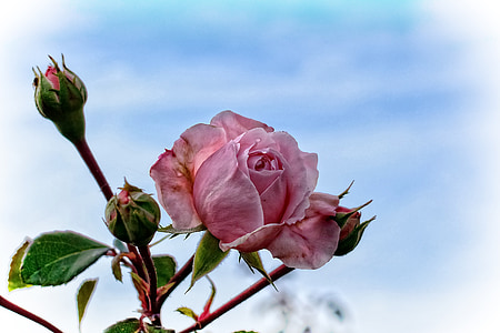 pink petal flower in shallow focus photography thumbnail