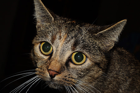 gray cat thumbnail