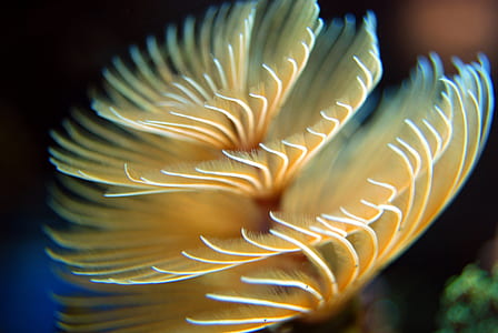 selective focus photography of yellow and white sea anemone thumbnail