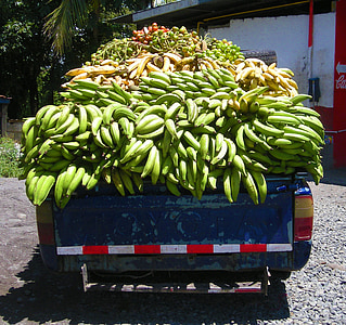 green bananas on truck thumbnail