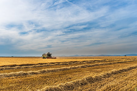 rice field thumbnail