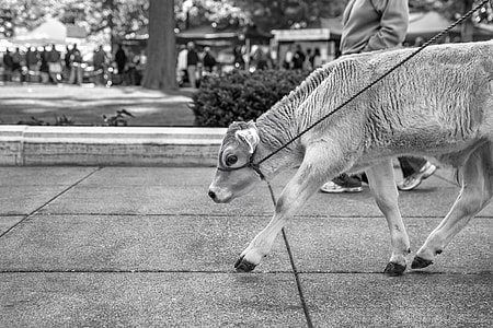 grayscale photography of animal near person wearing gray shirt thumbnail