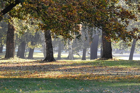 green grass field under trees shade thumbnail