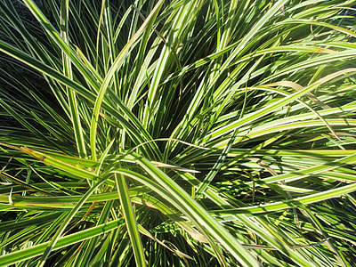Bamboo Grassedit This Page, Nature thumbnail
