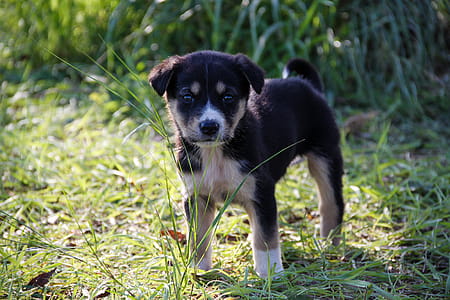 Dog on Grass thumbnail