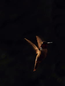 brown bird spreading wings thumbnail