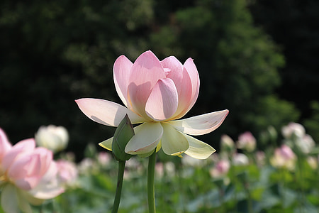 closeup photo of pink lotus flower thumbnail