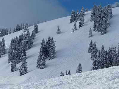 snow capped mountain and pine trees thumbnail
