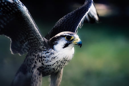 black and white bird thumbnail