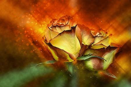 closeup photo of two red flowers thumbnail