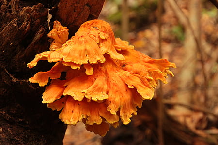 Fungus growing on a dead fallen tree trunk in a forest in Autumn. thumbnail